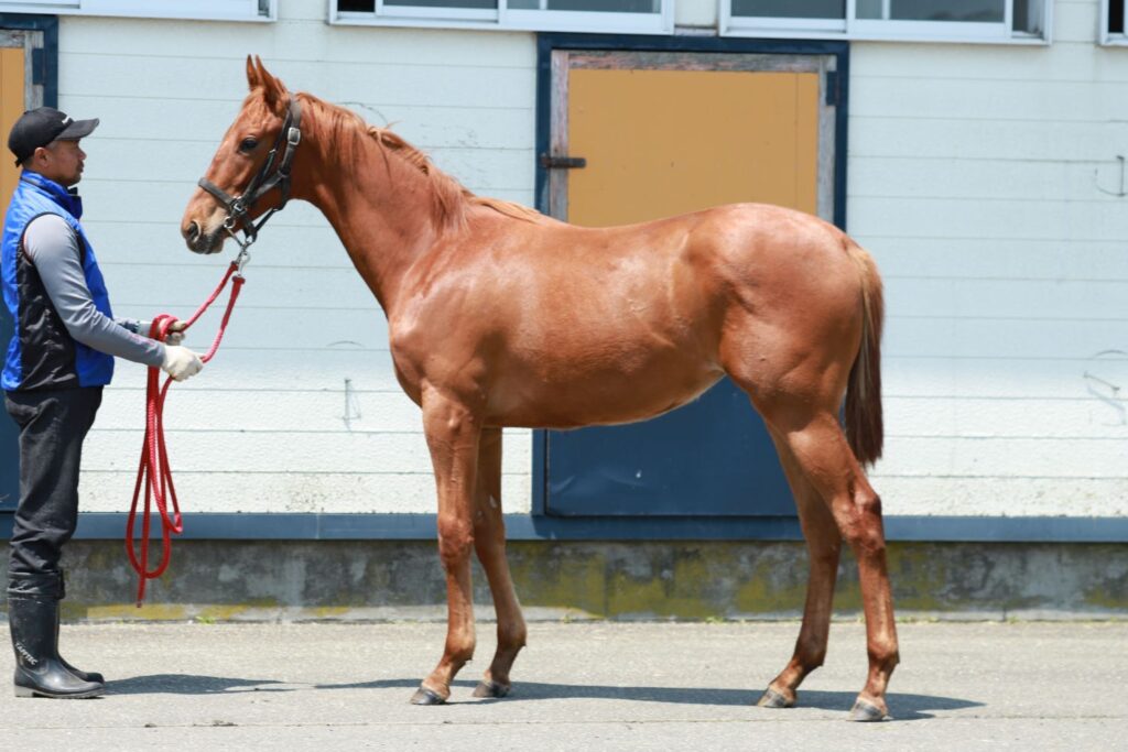 112-814 父：マカヒキ | MTTC 三石軽種馬共同育成センター