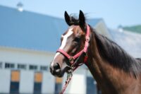 367-830　父：キタサンブラック