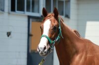 367-826　父：ブリックスアンドモルタル