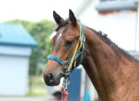 375-832　父：ミッキーロケット