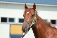 368-831　父：モーニン