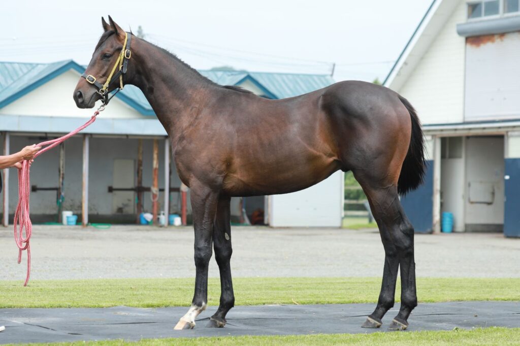 318-835 父：エイシンフラッシュ | MTTC 三石軽種馬共同育成センター