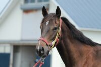 318-833　父：タニノフランケル