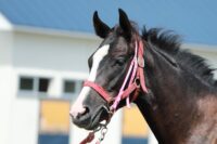 10-838　父：オールブラッシュ