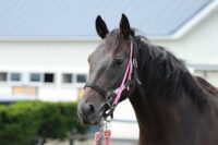 290-840　父：ヴァンセンヌ