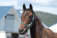 354-859　父：キタサンブラック