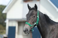 354-865　父：エフフォーリア