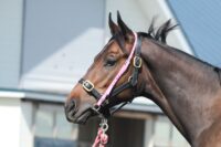 376-858　父：タリスマニック