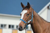 290-845　父：ジャスタウェイ