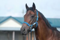 362-868　父：マクフィ