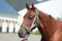 180-850　父：サリオス