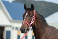 309-863　父：アルアイン