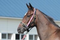 253-857　父：アメリカンペイトリオット