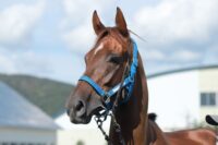 371-867　父：ルヴァンスレーヴ