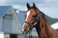 354-846　父：キタサンブラック