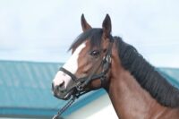 369-844　父：アメリカンペイトリオット