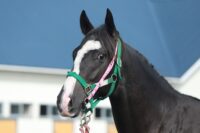 10-861　父：ジャンダルム