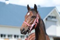 180-856　父：モーニン