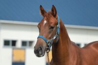 334-862　父：エフフォーリア