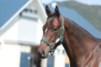 180-849　父：マカヒキ