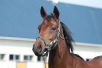 238-860　父：サンダースノー