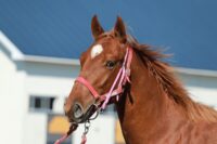 340-870　父：ベストウォーリア