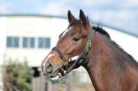 16-876　父：シャンハイボビー