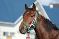 372-869　父：モーニン