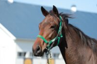 276-873　父：ミスターメロディ