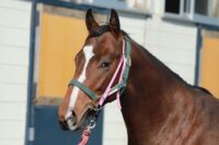 276-871　父：リアルスティール