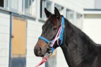 200-872　父：ダノンキングリー