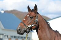 86-875　父：ビッグアーサー