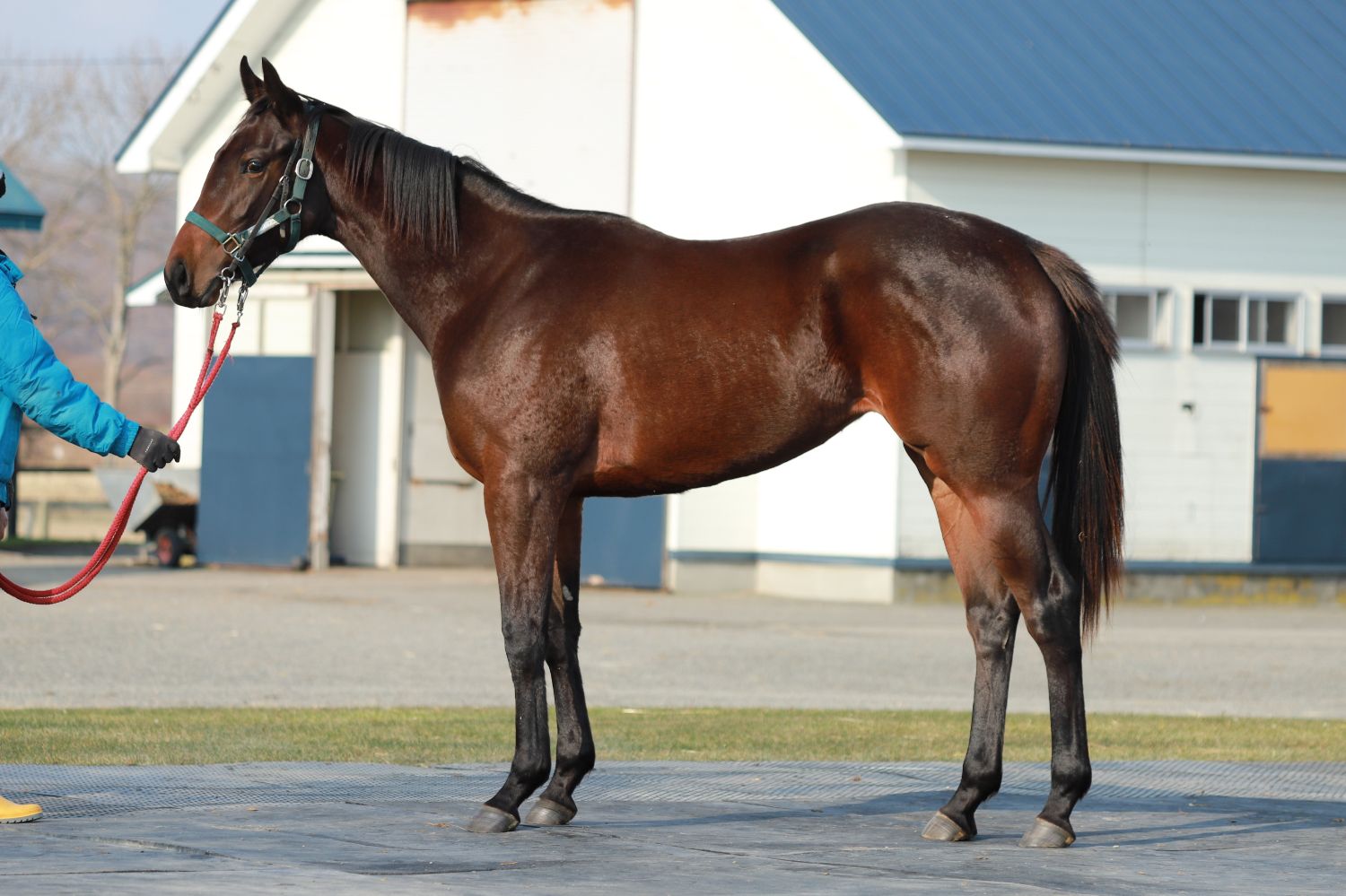 キタサンブラック sp ウマ娘」より「S.H.Figuarts キタサンブラック」が2024年2月発売決定