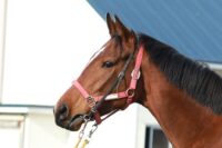 342-878　父：キタサンブラック