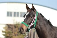 200-880　父：マカヒキ