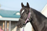 52-881　父：コパノリッキー