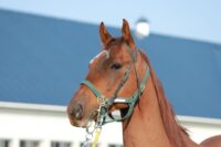 374-879　父：ダイワメジャー