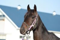 373-879　父：ニューイヤーズデイ