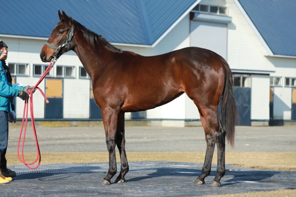 354-859 父：キタサンブラック | MTTC 三石軽種馬共同育成センター