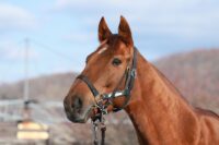 28-886　父：エピファネイア