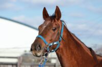 11-885　父：エピファネイア