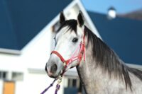 263-883　父：タリスマニック