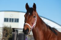 377-890　父：ディープブリランテ