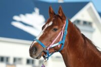 379-889　父：トゥザワールド