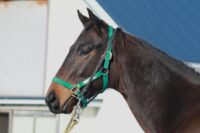 10-888　父：トゥザグローリー