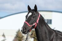 86-892　父：キタサンブラック