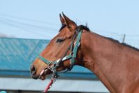 86-891　父：ロードカナロア