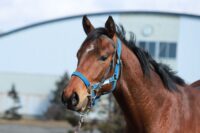 381-893　父：ジャスタウェイ